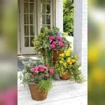 best potted plants for florida
