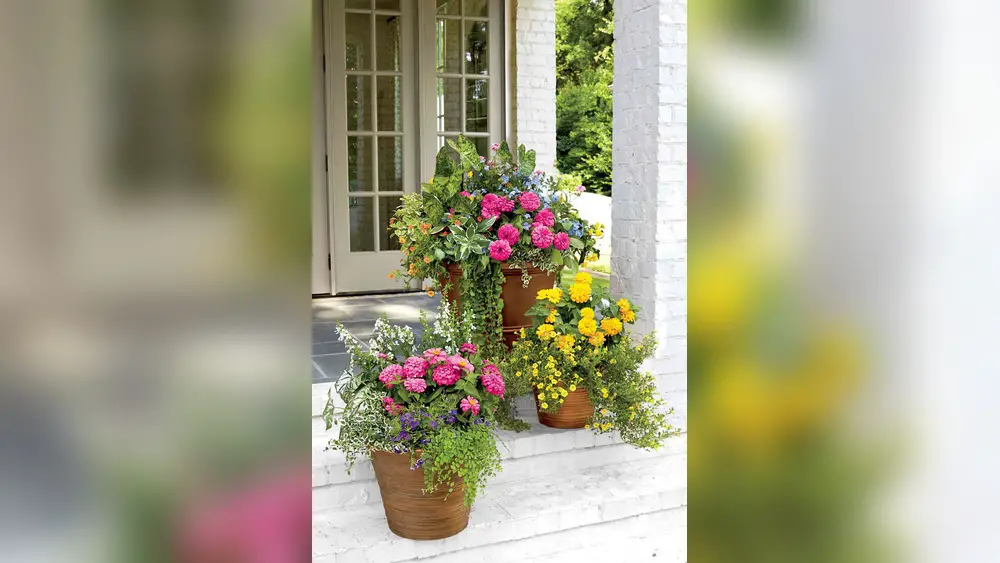 Best Potted Plants for Florida: Top Picks for Vibrant Greenery 1 best potted plants for florida