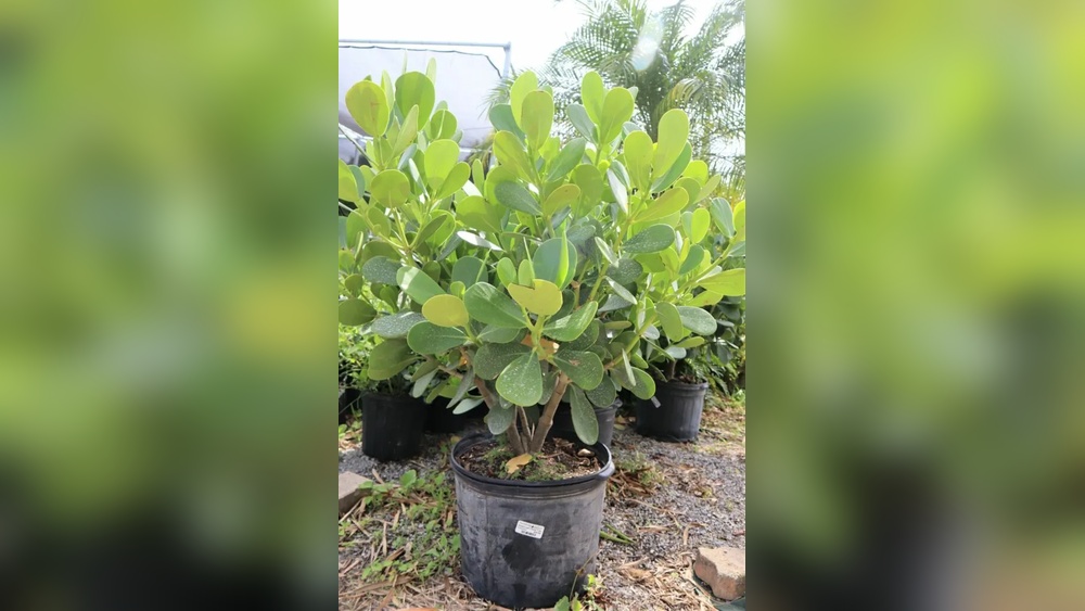 best privacy plants for florida