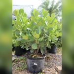 best privacy plants for south west florida