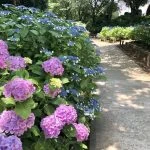 best shade plants for florida