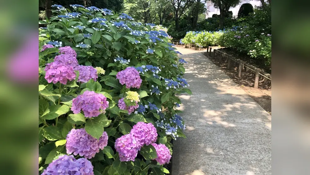 best shade plants for florida