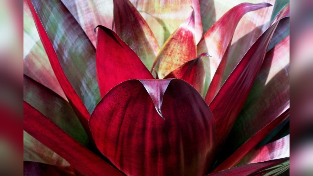 Best Shade Plants in Florida: Top Picks for Lush, Cool Gardens