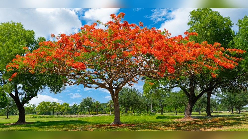 Best Shade Trees to Plant in Florida: Ultimate Guide for Lush Yards