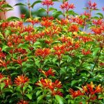 best shrubs plants for centrsl florida