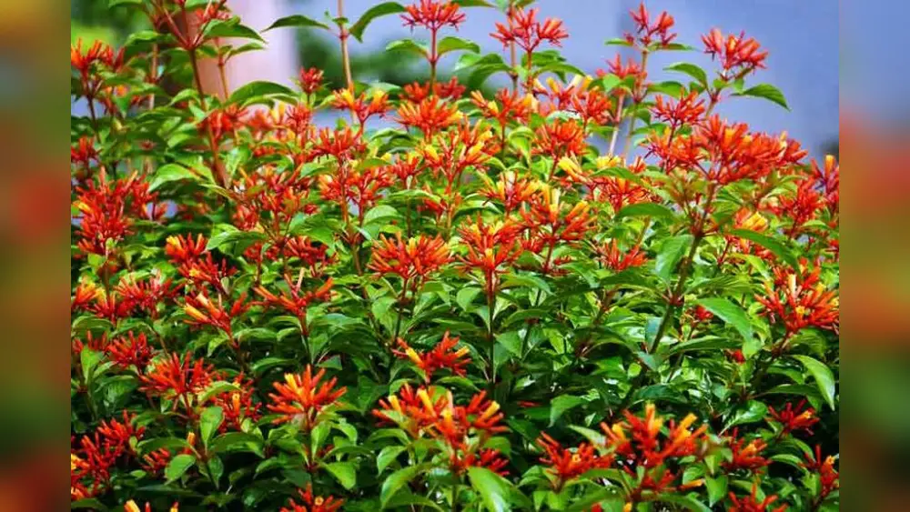 best shrubs plants for centrsl florida