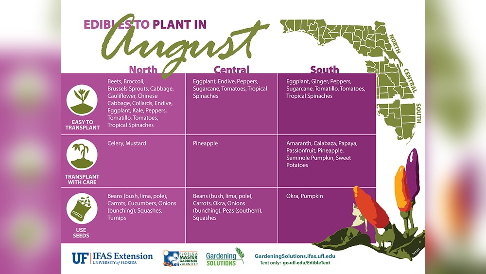 Best Shrubs to Plant in August Florida: Top Picks for Lush Gardens