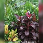 best small plants for florida backyard