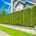 best soundproof landscape plants florida