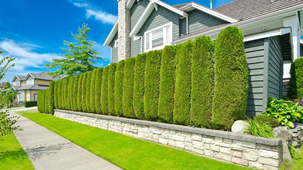 Best Soundproof Landscape Plants Florida: Top Noise-Blocking Picks 1 best soundproof landscape plants florida