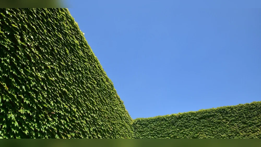 Best South Florida Hedge Plants: Top Picks for Lush Privacy 1 best south florida hedge plants