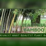 best time of year to plant bamboo in florida