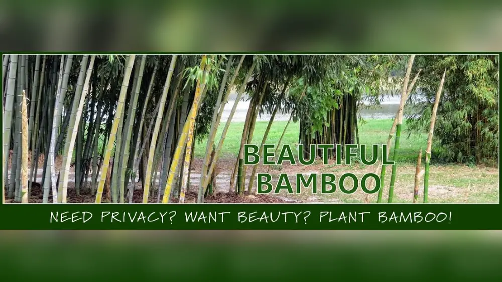 best time of year to plant bamboo in florida