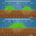 best time of year to plant grass seed in florida