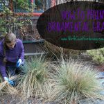 best time to cut back outdoor plants in florida