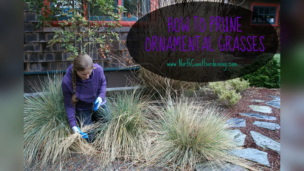 Best Time to Cut Back Outdoor Plants in Florida: Ultimate Guide 1 best time to cut back outdoor plants in florida