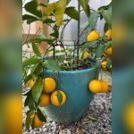 best time to plant a lemon tree in florida