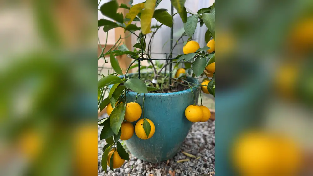 Best Time to Plant a Lemon Tree in Florida: Expert Tips Revealed 1 best time to plant a lemon tree in florida