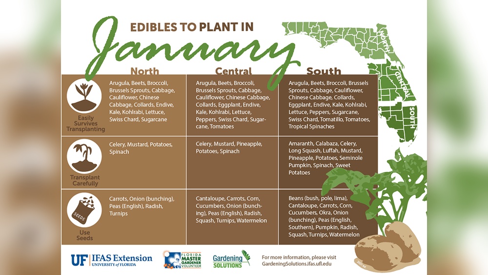 best time to plant a vegetable garden in florida