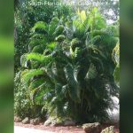 best time to plant areca palm in florida