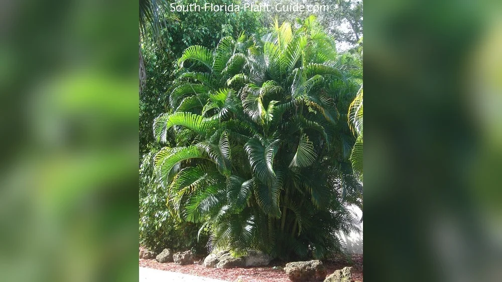 best time to plant areca palm in florida
