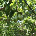 best time to plant avocado tree in florida