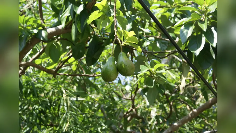 best time to plant avocado tree in florida