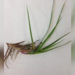 best time to plant bahia grass in central florida