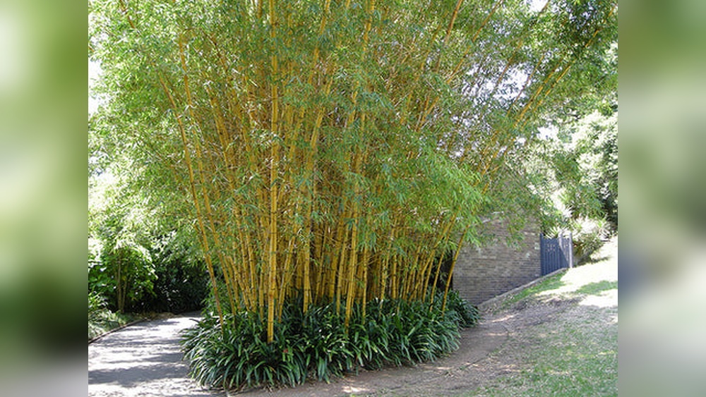 Best Time to Plant Bamboo in Florida: Ultimate Guide for Success
