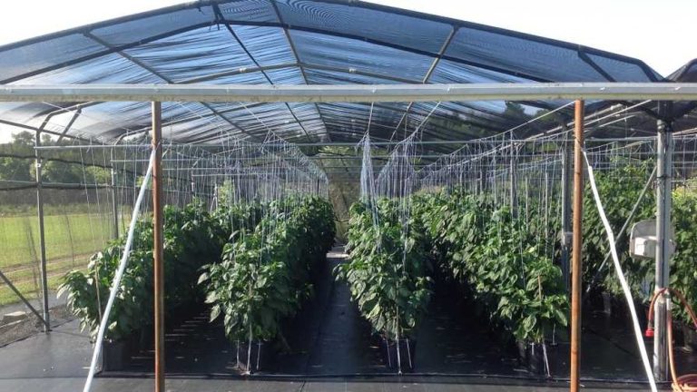 Best Time To Plant Bell Peppers In Florida: Ultimate Guide 2025