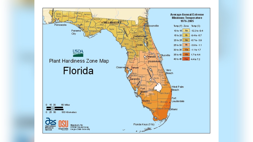 Best Time to Plant Bulbs in Florida: Ultimate Guide for Vibrant Gardens