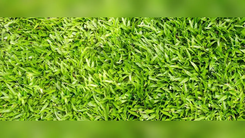 Best Time to Plant Centipede Grass in Florida: Ultimate Guide 9 best time to plant centipede grass in florida