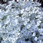 best time to plant cerastium seeds in florida