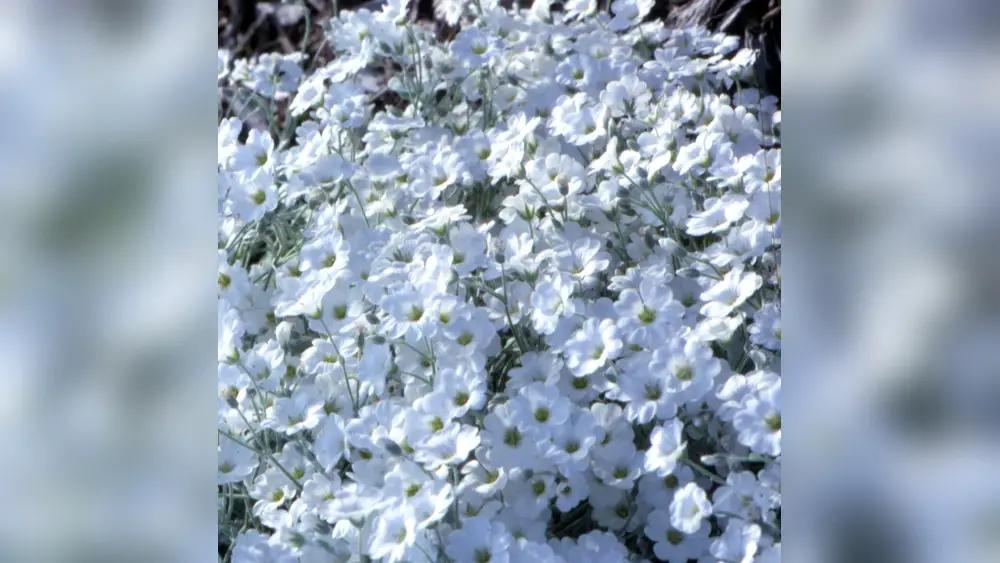 Best Time to Plant Cerastium Seeds in Florida: Ultimate Guide 2025 1 best time to plant cerastium seeds in florida