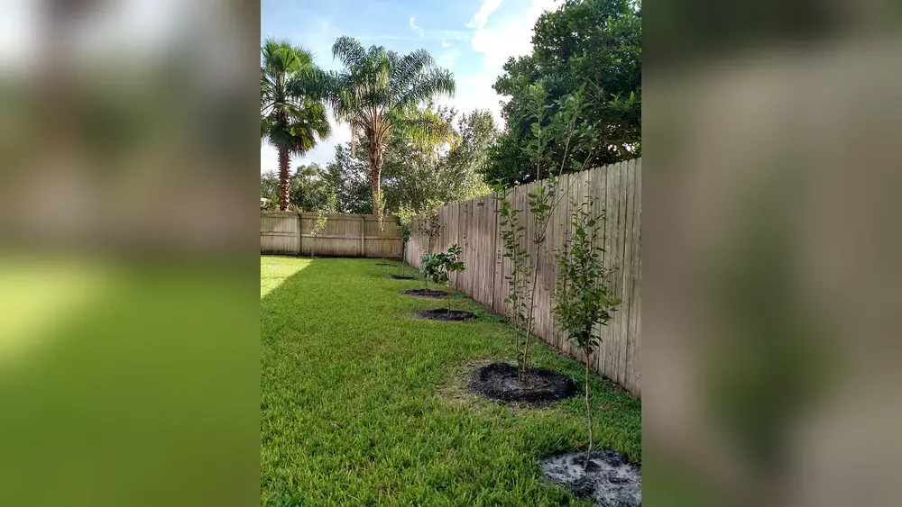 Best Time to Plant Citrus Trees in Florida Back Yard: Ultimate Guide 1 best time to plant citrus trees in florida back yard