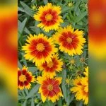 best time to plant flowers in south florida