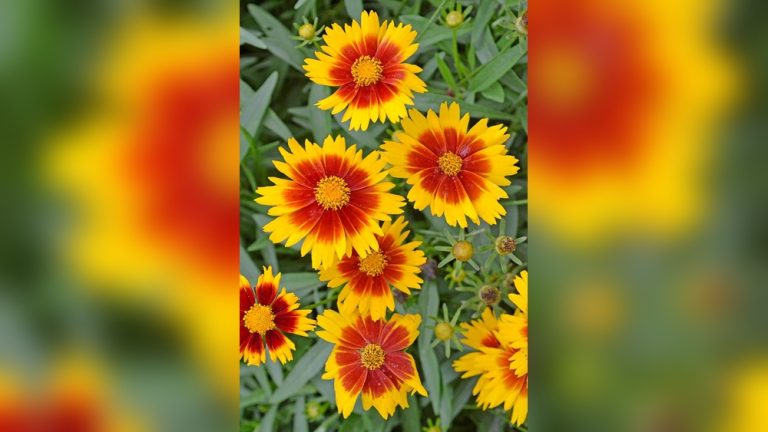 Time Flower Best Time To Plant Flowers In South Florida: Ultimate Guide For ...