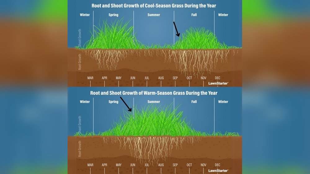 Best Time to Plant Grass Seed in South Florida: Ultimate Guide