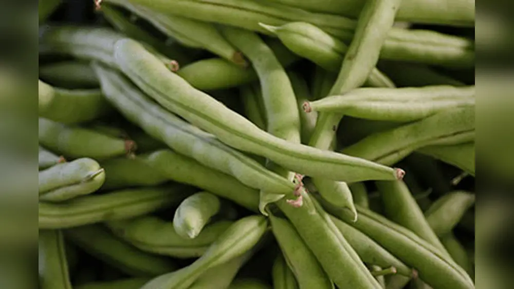 Best Time to Plant Green Beans in Florida: Ultimate Growing Guide 1 best time to plant green beans in florida