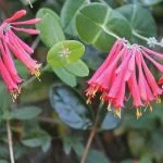 best time to plant honeysuckle in florida