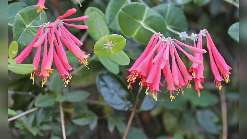 Best Time to Plant Honeysuckle in Florida: Ultimate Growing Guide 1 best time to plant honeysuckle in florida