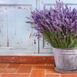 best time to plant lavender in florida