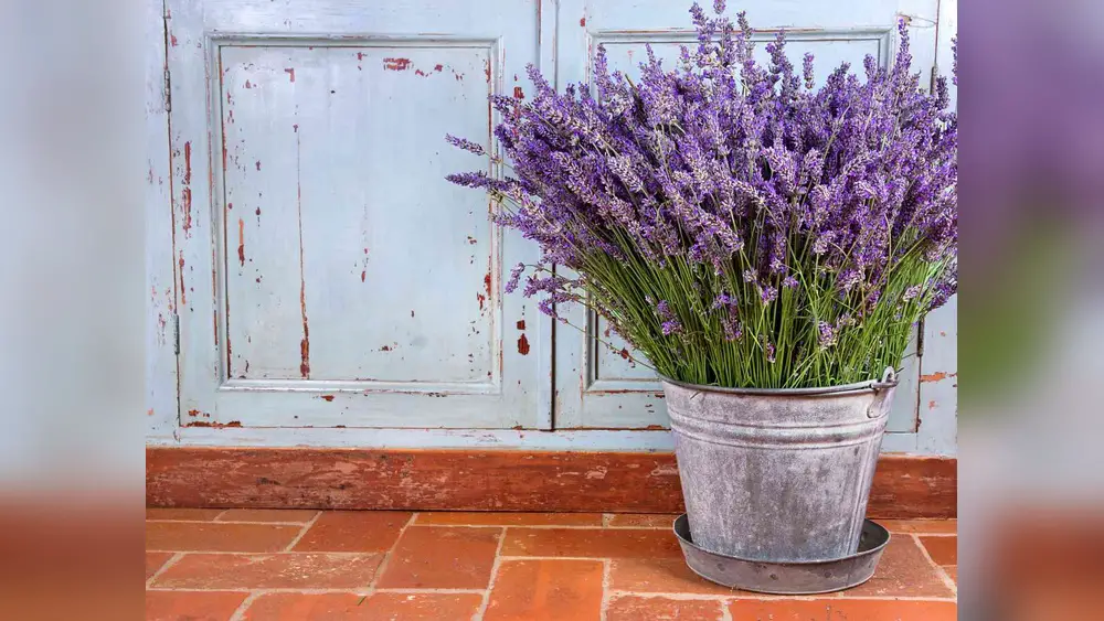best time to plant lavender in florida