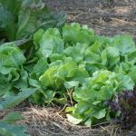 best time to plant lettuce in florida