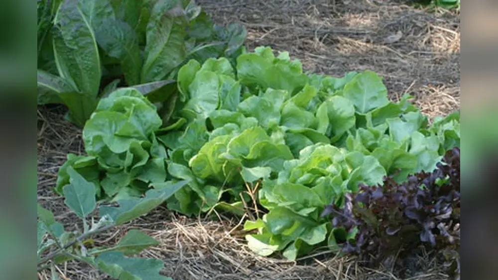 best time to plant lettuce in florida