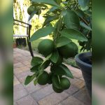 best time to plant lime tree in florida