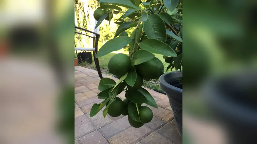 best time to plant lime tree in florida