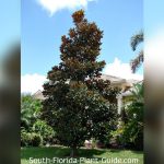 best time to plant magnolia tree in florida