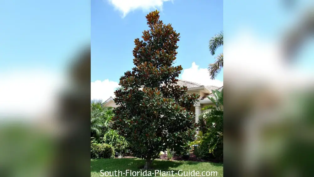 best time to plant magnolia tree in florida