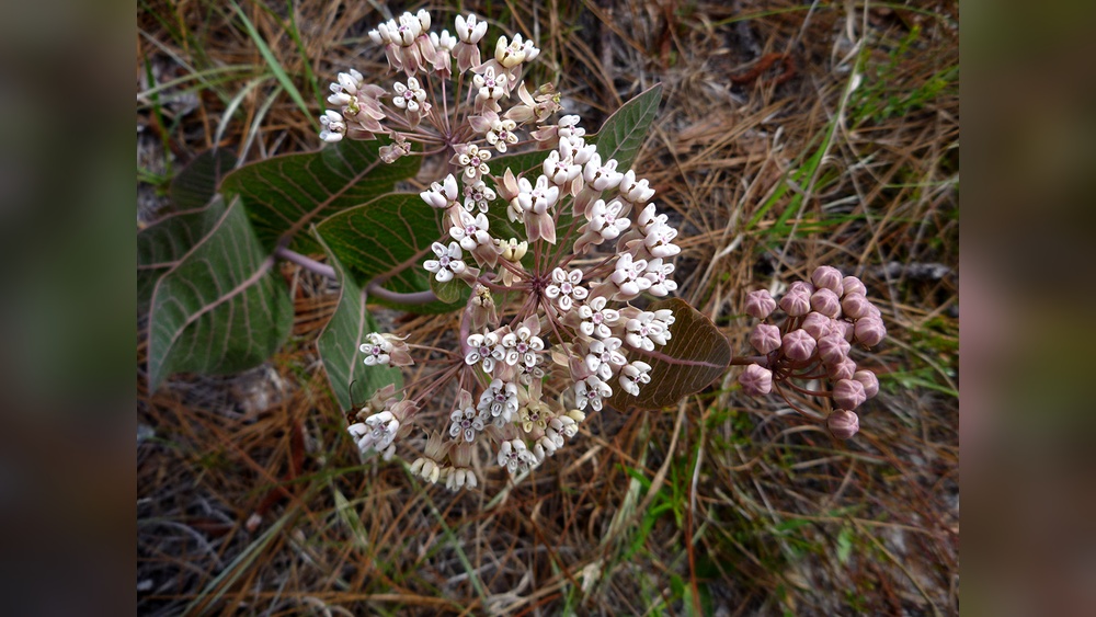 Best Time to Plant Milkweed in Florida: Ultimate Guide for Success